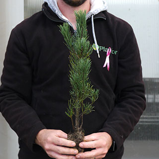 arbre de noel - pin nain mughus en motte